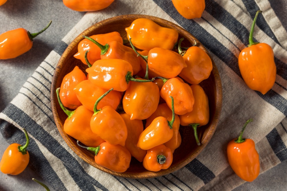 Bloody Knuckles – Extra Hot Smoked Garlic Chili Sauce 🔥